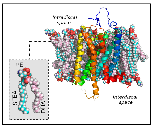 Rhodopsin is natively found in membranes that are enriched polyunsaturated fatty acids, such as DHA, which enhance its function.